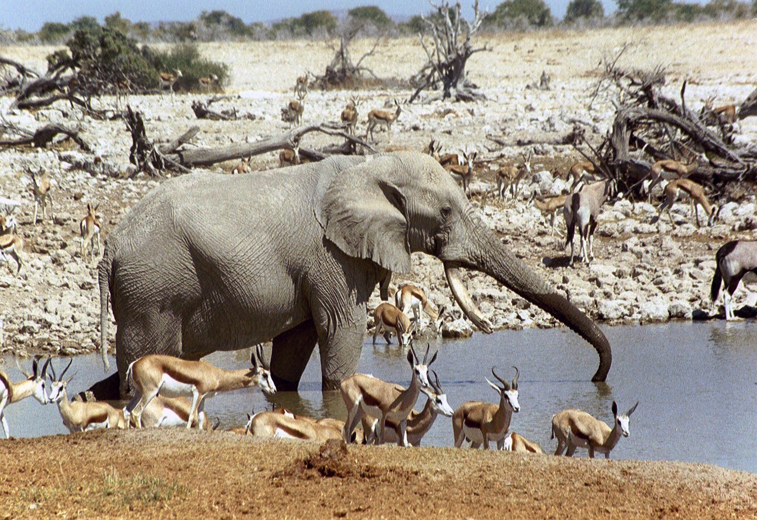 oli033